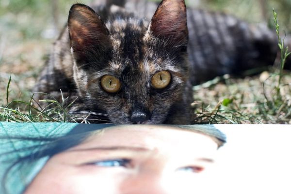 NYChildren Photography Book by Danny Goldfield.  A brown cat with golden eyes looks over the book and into the lens.